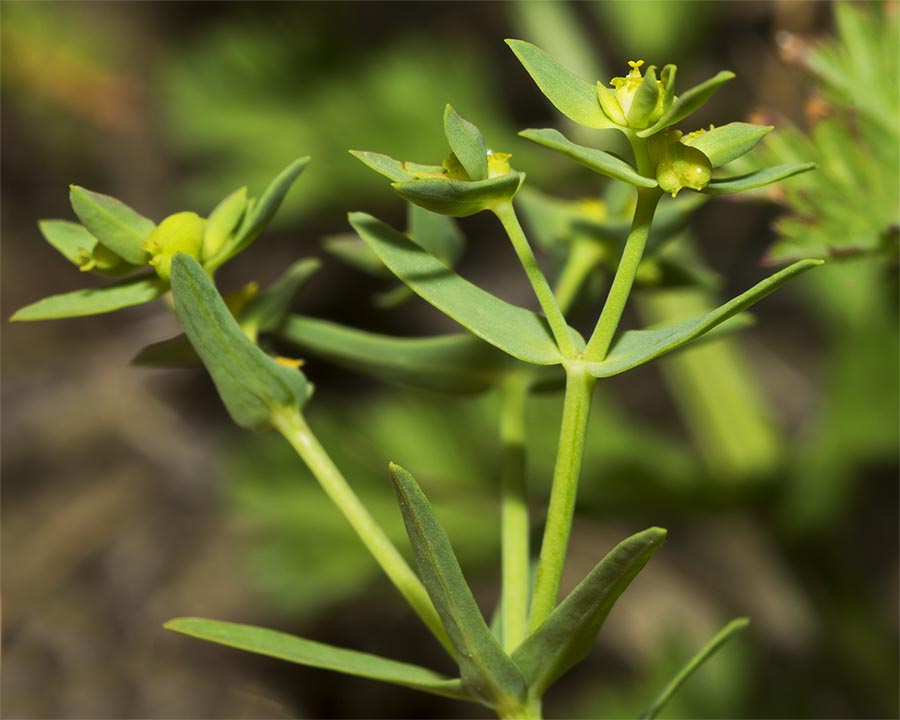 Euphorbia exigua / Euforbia sottile